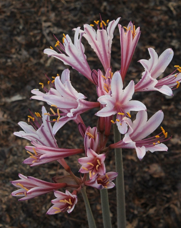 Image of Lycoris x incarnata 'Peppermint'  taken at Juniper Level Botanic Gdn, NC by JLBG