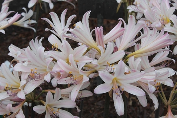 Image of Lycoris x incarnata 'Stargazer' taken at Juniper Level Botanic Gdn, NC by JLBG