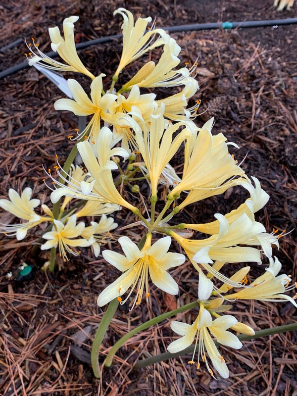 Image of Lycoris x jinzheniae 'Cream Tower' taken at Juniper Level Botanic Gdn, NC by JLBG