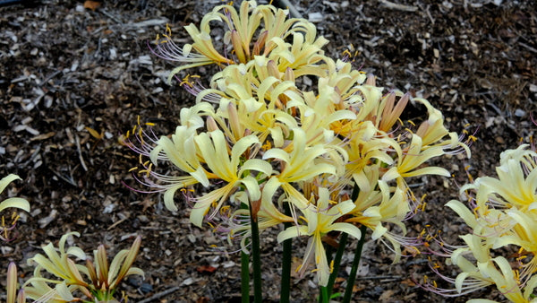 Image of Lycoris x jinzheniae 'Haysper Gold' taken at Juniper Level Botanic Gdn, NC by JLBG