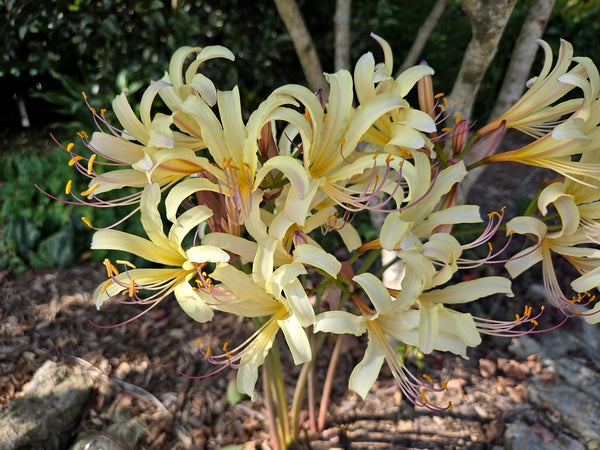 Image of Lycoris x jinzheniae 'Haysper Gold' taken at Juniper Level Botanic Gdn, NC by JLBG