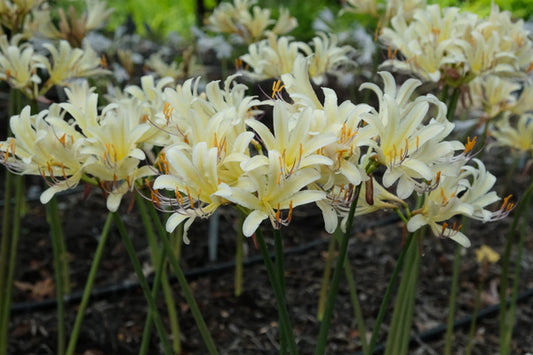 Image of Lycoris x jinzheniae 'Lemon Cheesecake' taken at Juniper Level Botanic Gdn, NC by JLBG