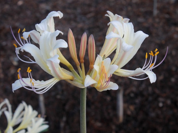 Lycoris x jinzheniae 'Summer Leg Beauty' | Summer Leg Beauty