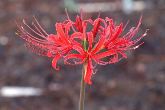 Image of Lycoris radiata 'Fire Tower' taken at Juniper Level Botanic Gdn, NC by JLBG
