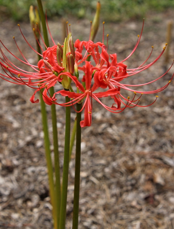 Lycoris radiata var pumila Red China