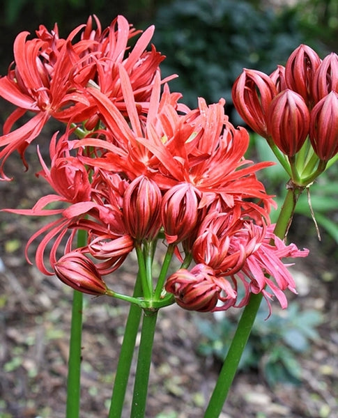 Lycoris-radiata-var-radiata-
