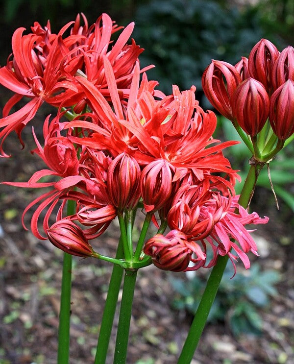 Image of Lycoris radiata var. radiata 'Benikujyaku' taken at Juniper Level Botanic Gdn, NC by JLBG