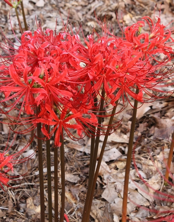 flaming spider lily Lycoris radiata var radiata Fire Engine