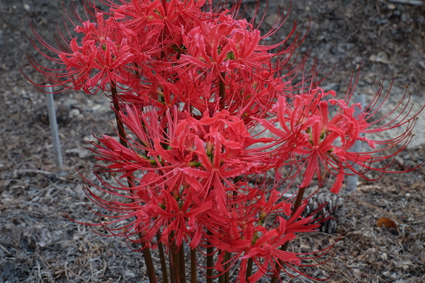 red spider lily lycoris Learn about Lycoris radiata var. radiata 'Fire Engine' | Fire Engine Red Surprise Lily