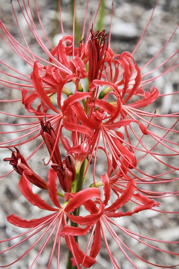 Image of Lycoris radiata var. radiata 'Modern Japanese' taken at Juniper Level Botanic Gdn, NC by JLBG