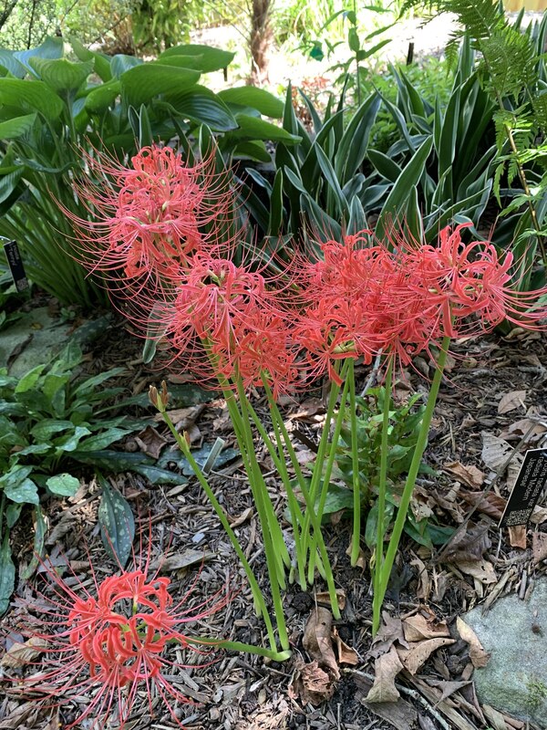 Lycoris | Spider Lilies | Hurricane Lilies | Surprise Lilies