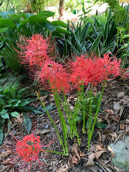 spider lily in japan Lycoris radiata var. radiata 'Modern Japanese'