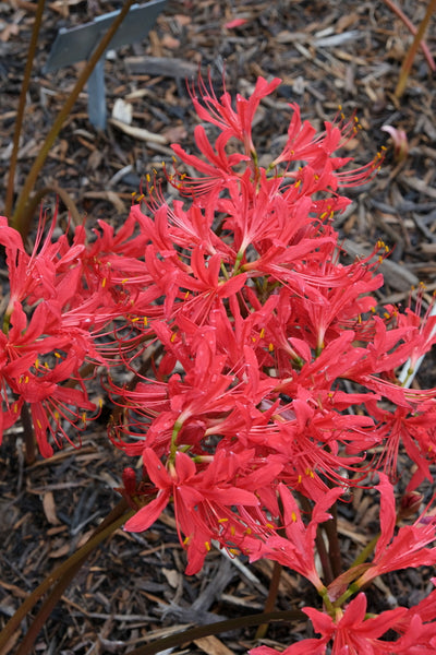 Lycoris-rosea-August-Red.i-