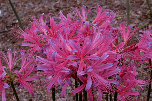 Image of Lycoris x rosea 'Berry Awesome' taken at Juniper Level Botanic Gdn, NC by JLBG
