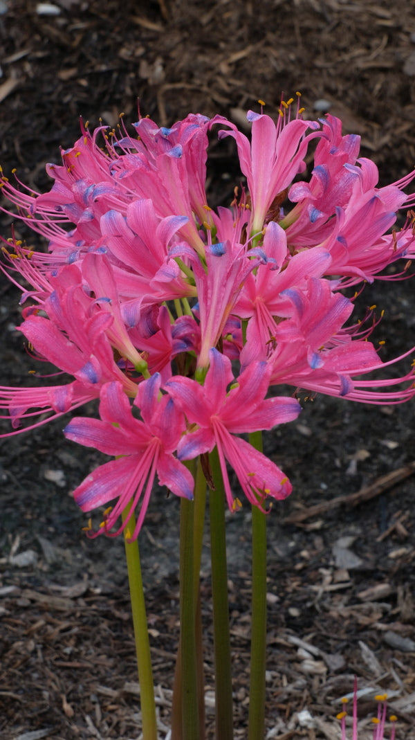 Lycoris.　0825 Learn about Lycoris x rosea 'Caldwell's Best Pink' | Caldwell's