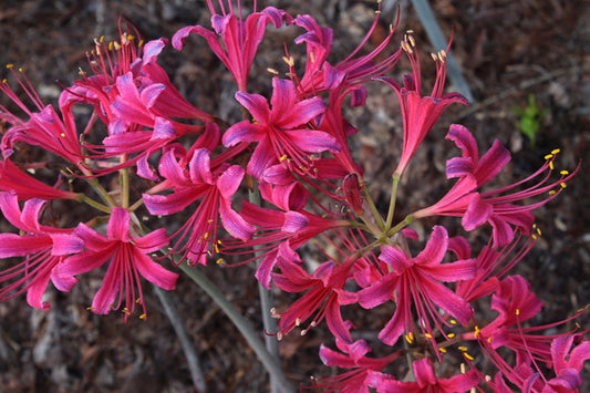 Image of Lycoris x rosea 'Cherry Chief' taken at Juniper Level Botanic Gdn, NC by JLBG