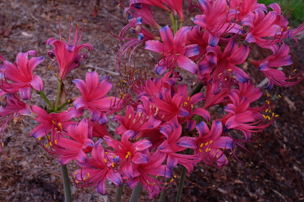 Image of Lycoris x rosea 'Fruit Punch' taken at Juniper Level Botanic Gdn, NC by JLBG