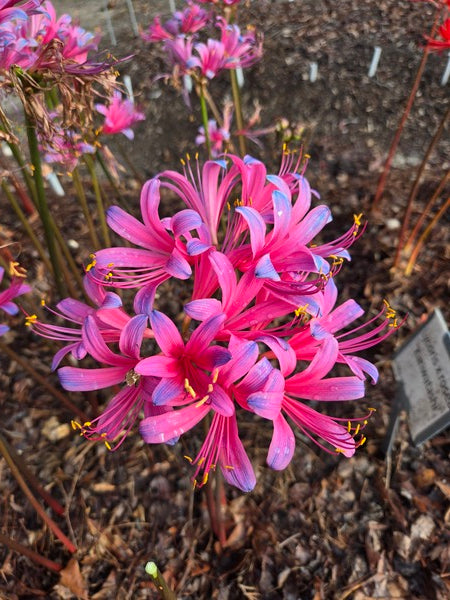 Lycoris x rosea 'Hazuki Elegance' | Hazuki Elegance Surprise Lily