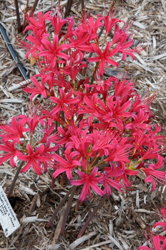 Image of Lycoris x rosea 'Magenta Magic' taken at Juniper Level Botanic Gdn, NC by JLBG