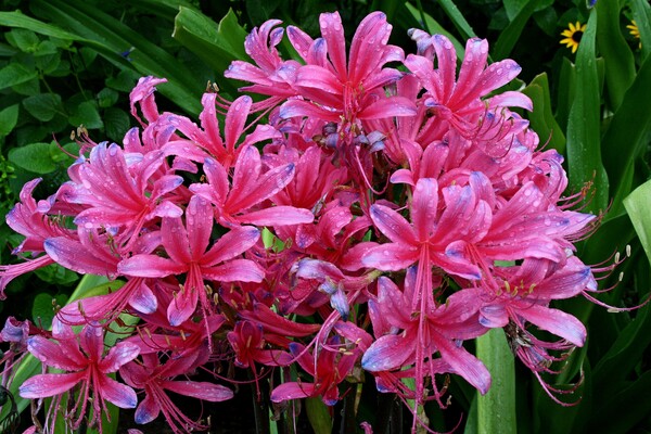 Image of Lycoris x rosea 'Neon Nights' taken at Juniper Level Botanic Gdn, NC by JLBG