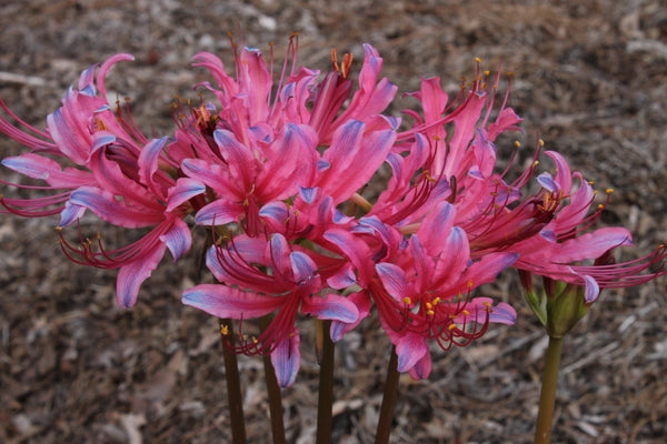 pink rock lily flower Lycoris rosea Pink-A-Blue