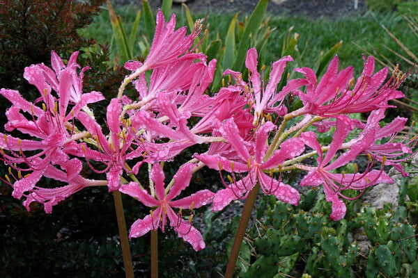 Image of Lycoris x rosea 'Pink Ribbons' taken at Juniper Level Botanic Gdn, NC by JLBG