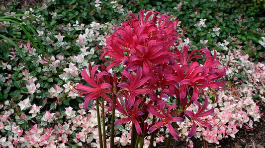 Image of Lycoris x rosea 'Satsuma Hiryu' taken at Juniper Level Botanic Gdn, NC by JLBG