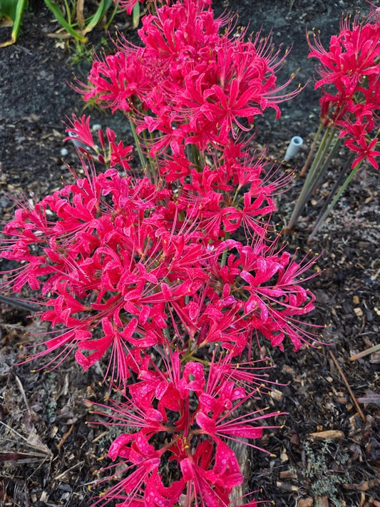 Image of Lycoris x rosea 'Tomato Soup' taken at Juniper Level Botanic Gdn, NC by JLBG