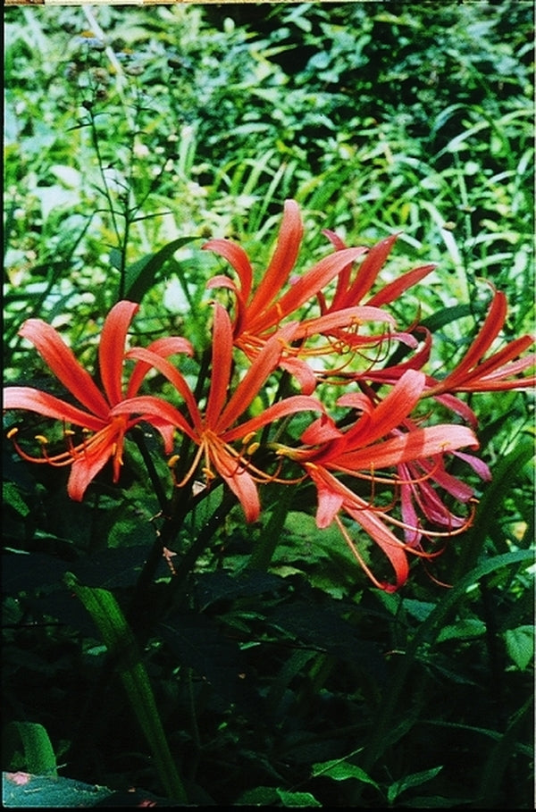 Image of Lycoris sanguinea var. kiusiana taken at Japan by B. Yinger