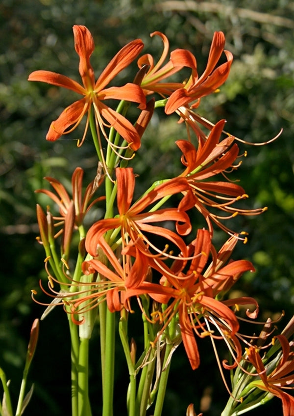 Image of Lycoris sanguinea var. kiusiana taken at Japan by T. Izumi
