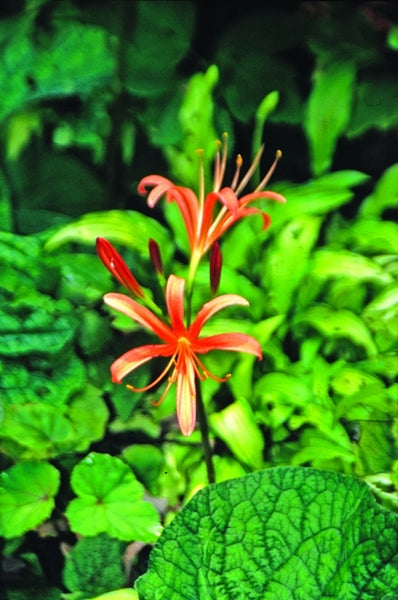 Lycoris.　0308 Learn about Lycoris sanguinea | Orange-flower Surprise Lily