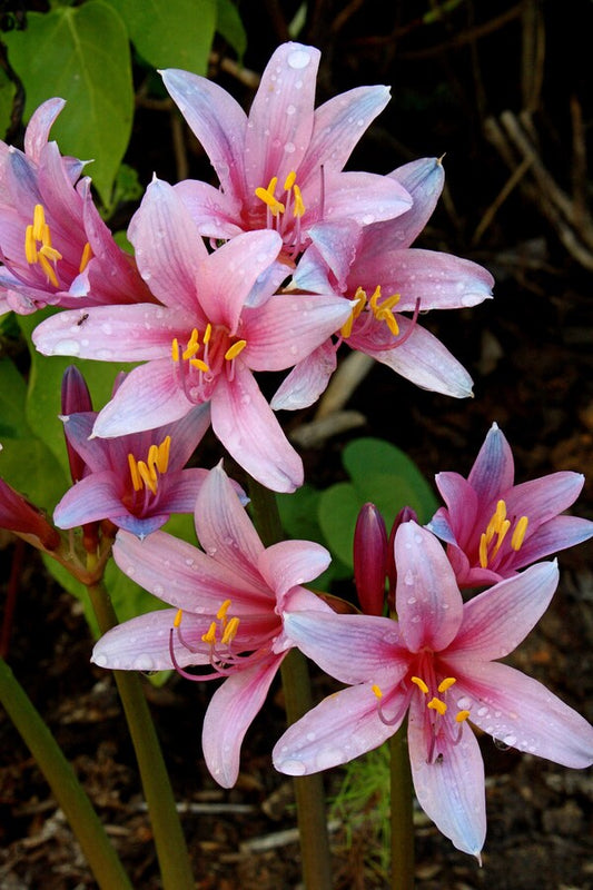 Image of Lycoris sprengeri 'Pink Floyd' taken at Juniper Level Botanic Gdn, NC by JLBG
