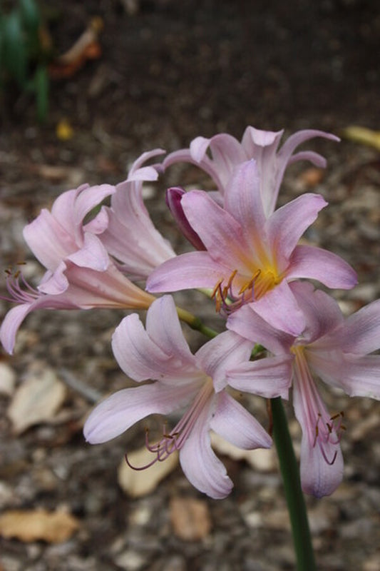 Image of Lycoris x squamigera taken at Juniper Level Botanic Gdn, NC by JLBG