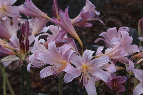 Image of Lycoris x squamigera taken at Juniper Level Botanic Gdn, NC by JLBG