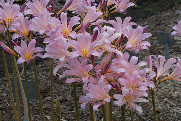 Image of Lycoris x squamigera taken at Juniper Level Botanic Gdn, NC by JLBG