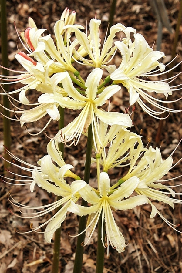 Lycoris.　0724 Red Spider Magic Lily - Lycoris radiata - 10/+ cm Bulbs - 2