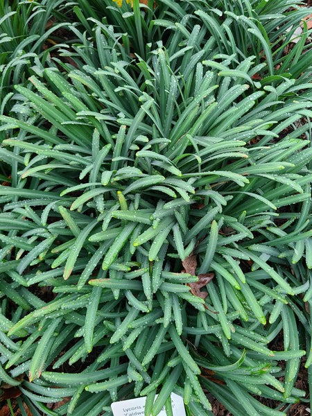 Lycoris x straminea Caldwell's Original