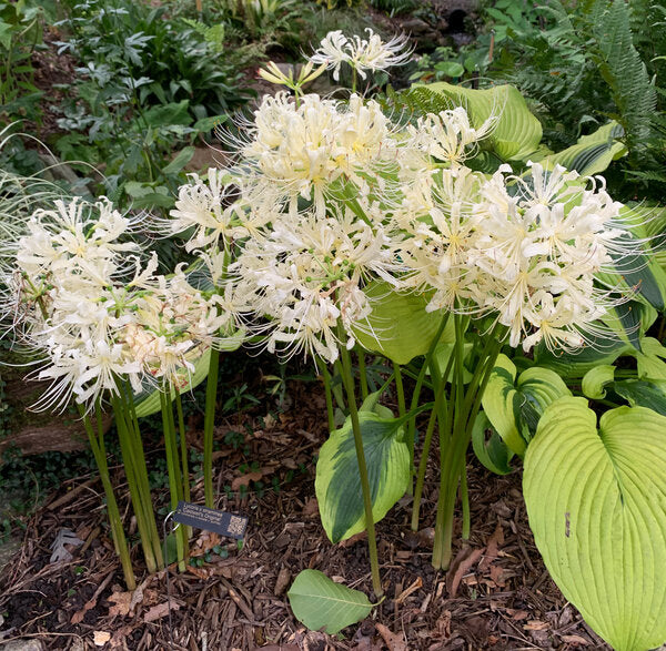 Lycoris x straminea Caldwell's Original