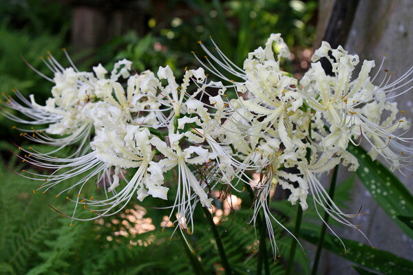 Image of Lycoris x straminea 'Creme Frilling' taken at Juniper Level Botanic Gdn, NC by JLBG