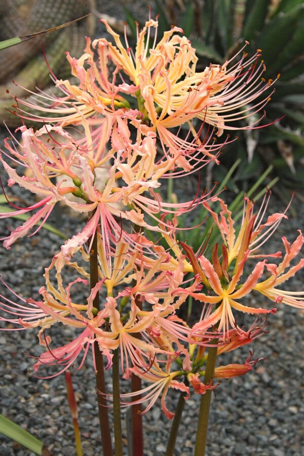 Image of Lycoris x straminea 'Hill Beyond Hill' taken at Juniper Level Botanic Gdn, NC by JLBG