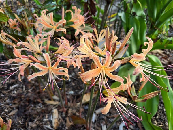 Lycoris | Spider Lilies | Hurricane Lilies | Surprise Lilies