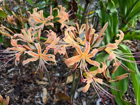 Image of Lycoris x straminea 'Koukei' taken at Juniper Level Botanic Gdn, NC by JLBG