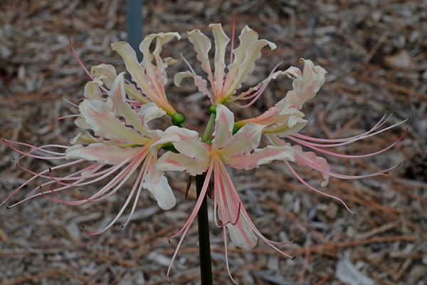 Learn about Lycoris x straminea 'Peach Swirl' | Peach Swirl
