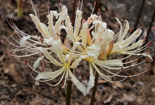 Image of Lycoris x straminea 'Strawberry Lemonade' taken at Juniper Level Botanic Gdn, NC by JLBG