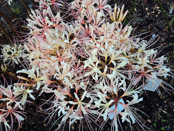 Image of Lycoris x straminea 'Strawberry Lemonade' taken at Juniper Level Botanic Gdn, NC by JLBG