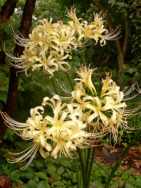Image of Lycoris x traubiata 'Buttermint'