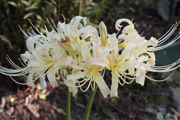 Lycoris | Spider Lilies | Hurricane Lilies | Surprise Lilies