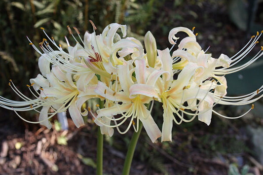 Image of Lycoris x traubiata 'Buttermint' taken at Juniper Level Botanic Gdn, NC by JLBG