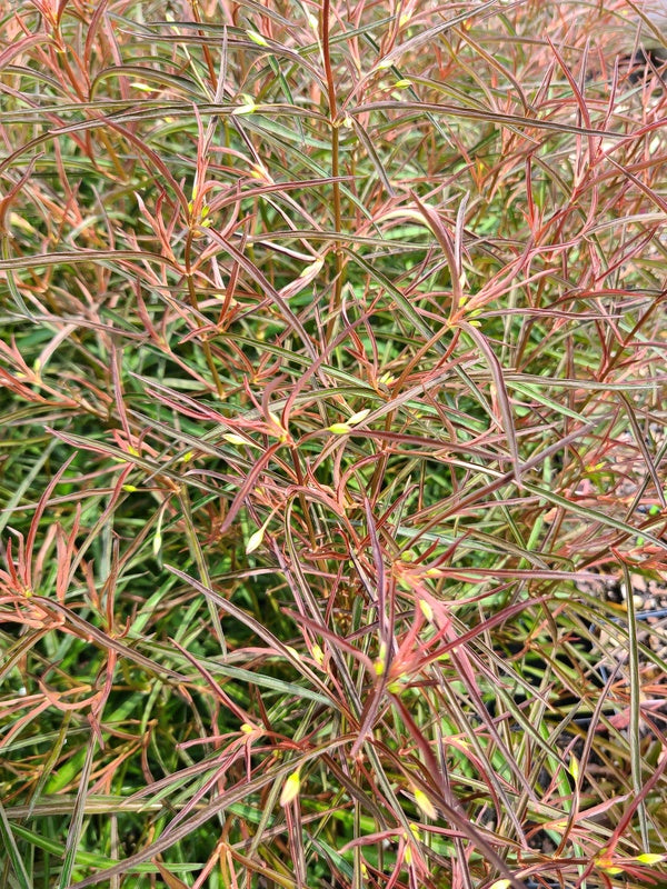 Image of Lysimachia lanceolata 'Burgundy Mist' taken at Juniper Level Botanic Gdn, NC by JLBG