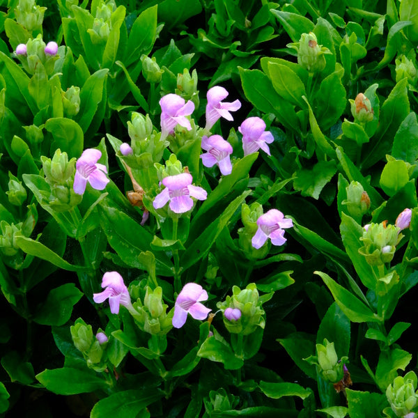 Image of Macbridea caroliniana taken at Juniper Level Botanic Gdn, NC by JLBG